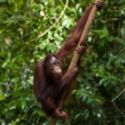 Orangutan in borneo