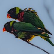 Lorikeet parrots
