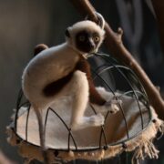 Baby sifaka climbing at Chester Zoo