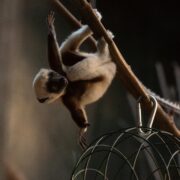 Baby sifaka swinging from branch at Chester Zoo