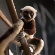 Baby sifaka born at Chester Zoo