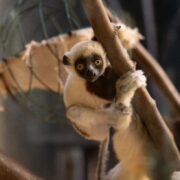 Baby sifaka born at Chester Zoo