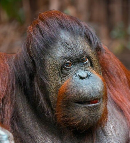 Bornean orangutan Martha