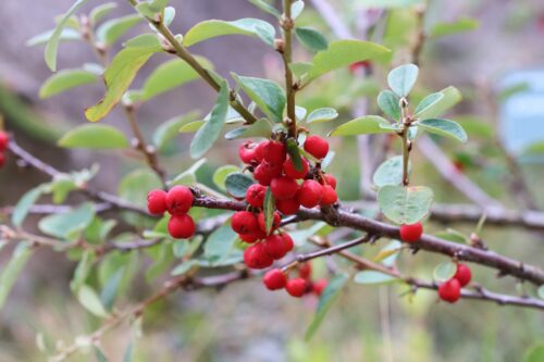 A close up a cotoneaster branch