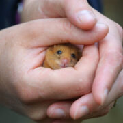 A dormouse held in hands.
