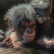 Rare baby chimpanzee