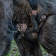 Rare baby chimpanzee holding mum