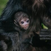 Spider monkey newborn with mother