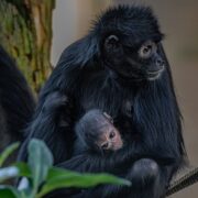 Spider monkey newborn with mother