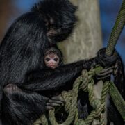 Spider monkey newborn with mum on net in the zoo