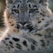 Snow leopard 'Nubra' Mobile