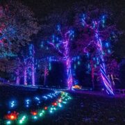 Forest of light at Chester Zoo's Lanterns and Light