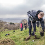Cotoneaster replanting in Wales - Richard