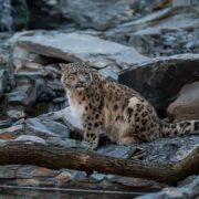 A snow leopard is pictured walking through Chester Zoo's new Himalayan habitat