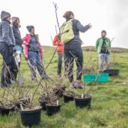 Cotoneaster replanting in Wales