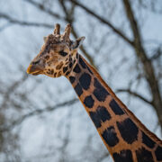 A Giraffe's head and neck