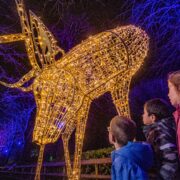 Pea lit reindeer at Chester Zoo's Lanterns and Light