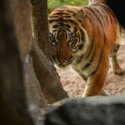 Tiger peeking from behind rocks