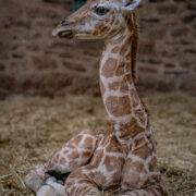 A newborn giraffe calf at Chester Zoo