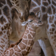 A newborn giraffe calf at Chester Zoo