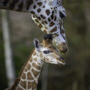 Edie the giraffe calf with mother