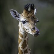 Edie the giraffe calf