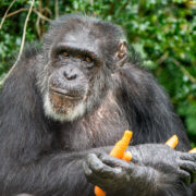 A chimpanzee holding some carrots.