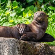 Rare male otter Manu meets female for first time at Chester Zoo