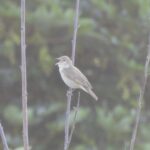 Bird singing on a branch