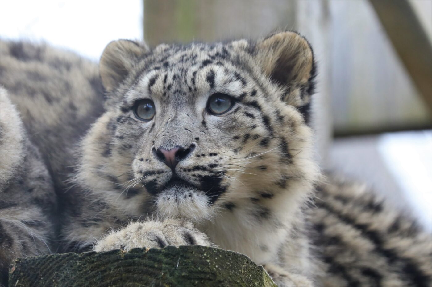 Snow leopard staring off into the distance