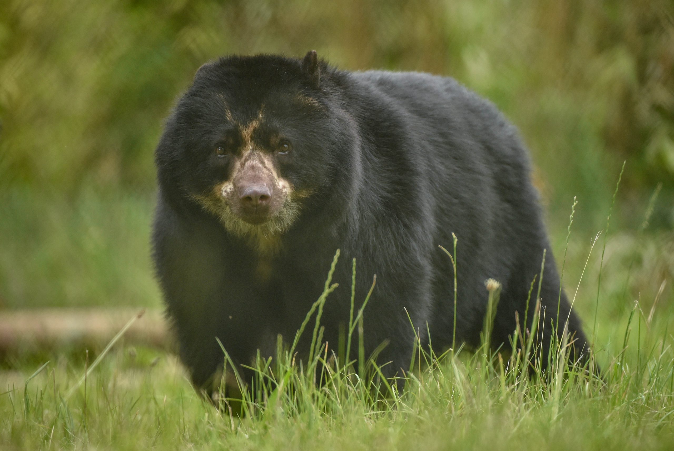 A male Andean bear is pictured among green grasses at Chester Zoo. It's round appearance is a result of the thick black coat it carries, while the species' brown "spectacles" markings are clearly visible on the face