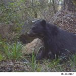 An Andean bear cub is pictured on a camera trap in the forest of Tarija, Bolivia