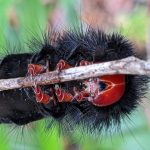 A caterpillar is pictured in the forest. Its body is black and hairy with its six legs and mouth appearing with a bright red colour