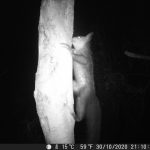 An aye-aye is pictured climbing a tree in the dark of night by a camera trap