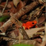 A golden mantella frog is pictured in the undergrowth of a forest