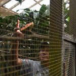The lead keeper of Cikananga is pictured placing fruit in an aviary
