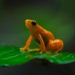 A golden mantella frog is pictured sat on a leaf