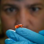 A golden mantella frog is being held on the end of a glove by a Chester Zoo staff member. The scale illustrates its tiny size, with the frog occupying the space of a single fingertip.