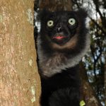 An indri lemur is pictured peering from around the side of a tree. It's large eyes are striking against its dark black fur
