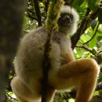 A diademed sifaka is sat on a branch in the forest canopy