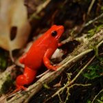 A golden mantella frog is pictured sat ontop a pule of sticks and foliage