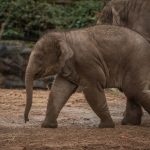 Asian Elephant Anjan 2019