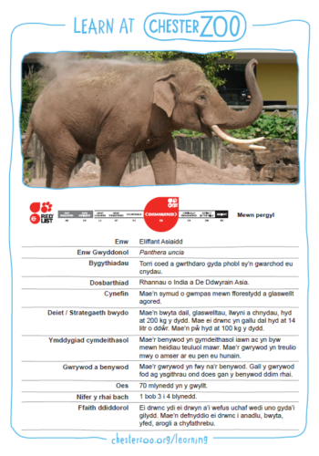 Asian elephant fact file  in welsh