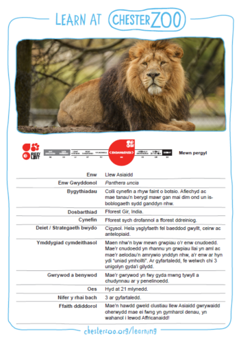 Asiatic lion fact file in Welsh