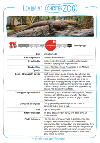 Komodo dragon fact file in Welsh
