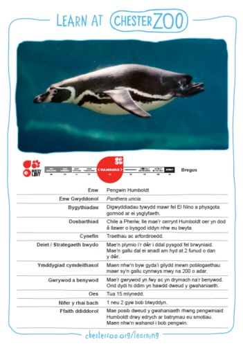 Penguin fact file in Welsh