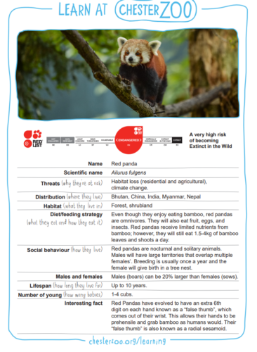 Red panda fact file
