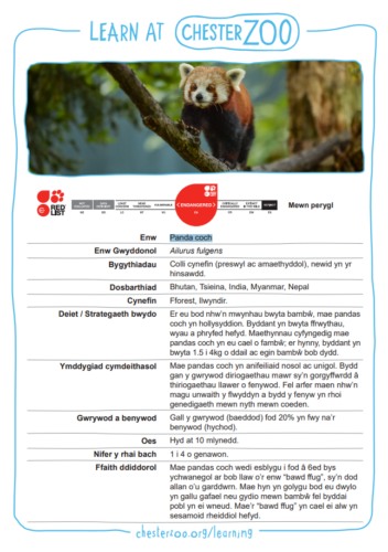 Red panda fact file in Welsh