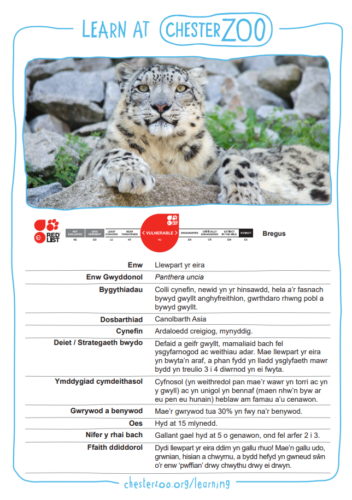 Snow leopard fact file in welsh 