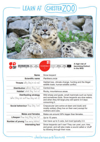 Snow leopard fact file